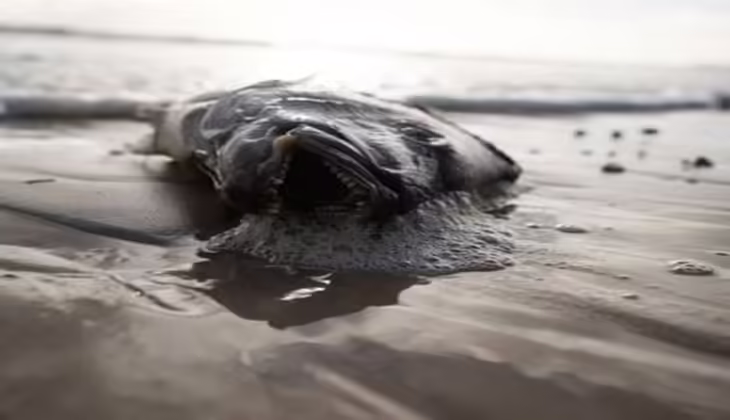 തെക്കൻ ഓസ്‌ട്രേലിയയിലെ ആൽഗൽ ബ്ലൂം: ഫെഡറൽ സഹായം; ദേശീയ ദുരന്ത പ്രഖ്യാപനമില്ല