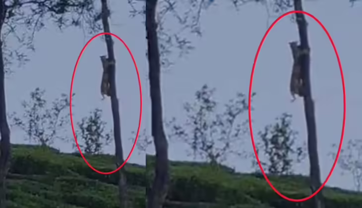 വയനാട് നെല്ലിമുണ്ട തേയില തോട്ടത്തിൽ പുലി; പരിശോധന നടത്തി വനംവകുപ്പ്