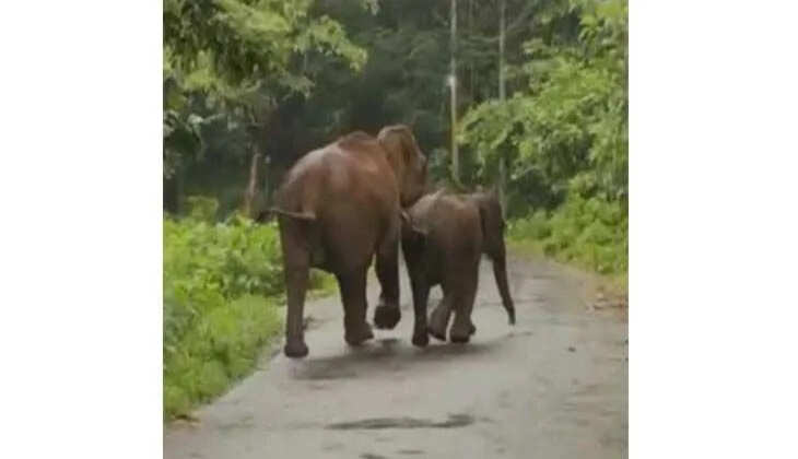മലയാറ്റൂർ ഇല്ലിത്തോട് കിണറ്റിൽ വീണ കുട്ടിയാനയെ തള്ളയാന രക്ഷിച്ച് കരയ്ക്ക് കയറ്റി