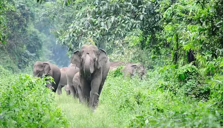 മലപ്പുറം വഴിക്കടവ് വനത്തിനുള്ളിൽ മൂന്ന് ആനകളെ ചരിഞ്ഞ നിലയിൽ കണ്ടെത്തി