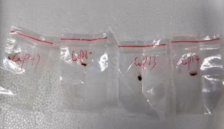 അമേരിക്കയിലേക്ക് അപകടകാരികളായ ഫംഗസിനെ കടത്താൻ ശ്രമം; രണ്ട് ചൈനീസ് ഗവേഷകർ പിടിയിൽ