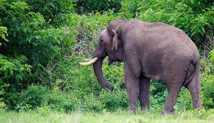 വയനാട്ടിൽ വീണ്ടും കാട്ടാനയുടെ ആക്രമണം; ഒരാൾക്ക് ഗുരുതര പരുക്ക്