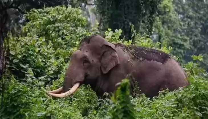 ആറളം ഫാമിൽ വീണ്ടും കാട്ടാനയുടെ ആക്രമണം; ചെത്തുതൊഴിലാളിക്ക് ഗുരുതര പരുക്ക്