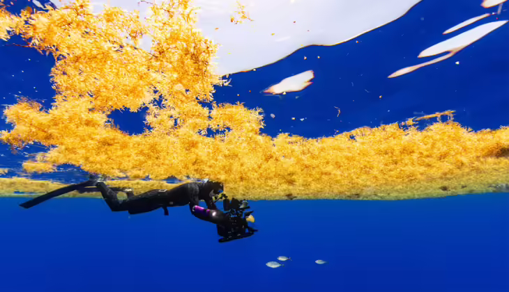 ആമസോൺ നദിയിലെ ഒഴുക്ക് സർഗാസം പൂക്കാലത്തിന് പ്രധാന കാരണമല്ലെന്ന് പുതിയ പഠനം