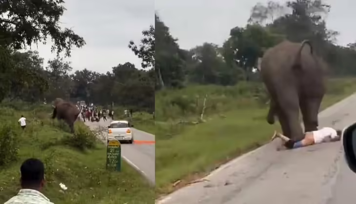 ദൃശ്യം പകർത്തുന്നതിനിടെ കാട്ടാന പാഞ്ഞടുത്തു; തെന്നി വീണ യുവാവിന് ചവിട്ടേറ്റു
