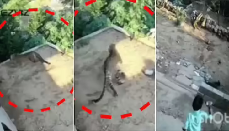 വീട്ടുമുറ്റത്ത് കളിച്ചുകൊണ്ടിരുന്ന കുട്ടിയ്ക്ക് നേരെ പാഞ്ഞടുത്ത് പുലി; വളര്‍ത്തുനായകൾ രക്ഷകരായി