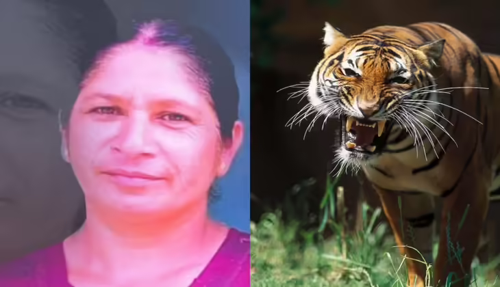 പഞ്ചാരക്കൊല്ലിയിൽ സ്ത്രീയെ കടിച്ചുകൊന്ന കടുവയെ നരഭോജിയായി പ്രഖ്യാപിച്ചു; വെടിവച്ചു കൊല്ലാൻ യോഗത്തിൽ ധാരണ