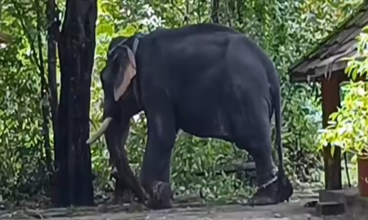 മദപ്പാടിലായിരുന്ന ആനയെ അഴിച്ചുമാറ്റുന്നതിനിടെ പാപ്പാൻ കുത്തേറ്റ് മരിച്ചു; രണ്ടാം പാപ്പാന് ഗുരുതര പരുക്ക്