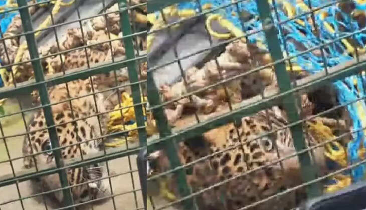 puli