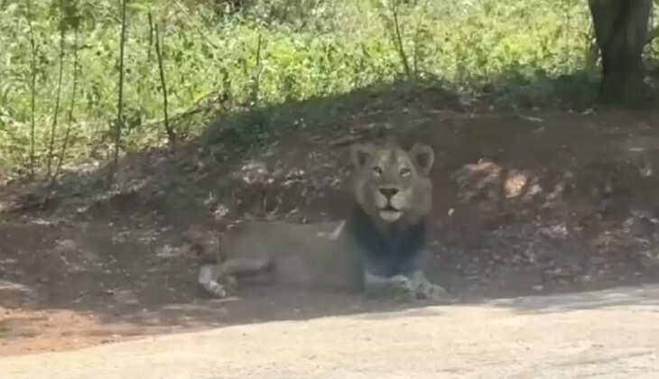 lion