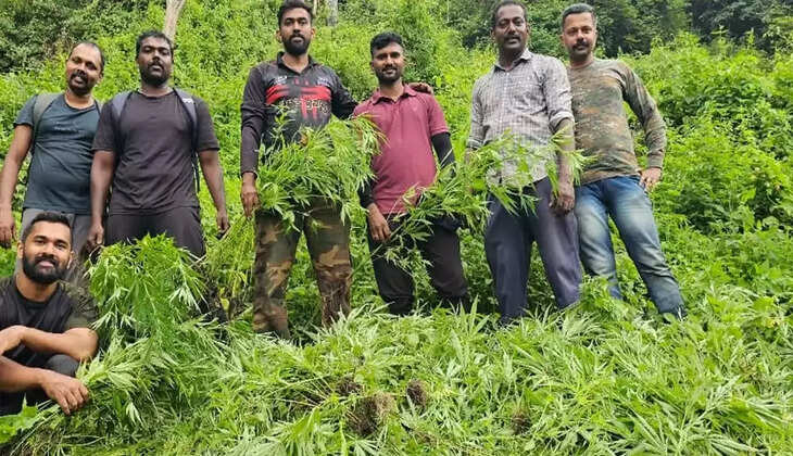 ganja