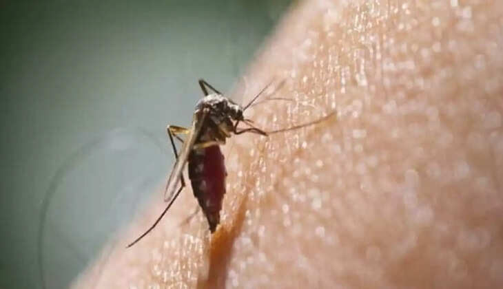 mosquito