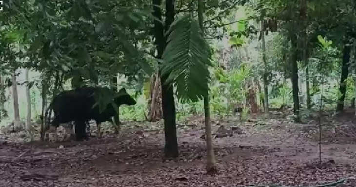 buffallo