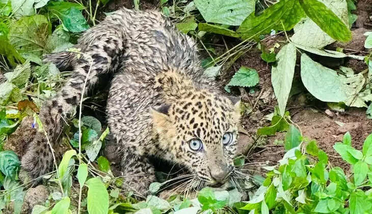 puli