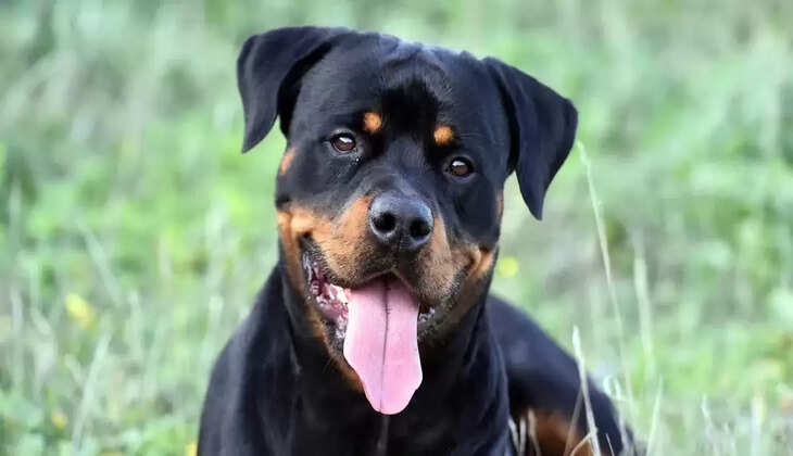 rott