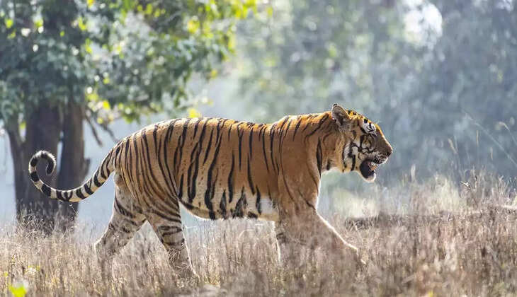 tiger